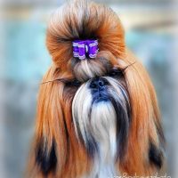 MACHO SHIH TZU DISPONIBLE PARA MONTAS